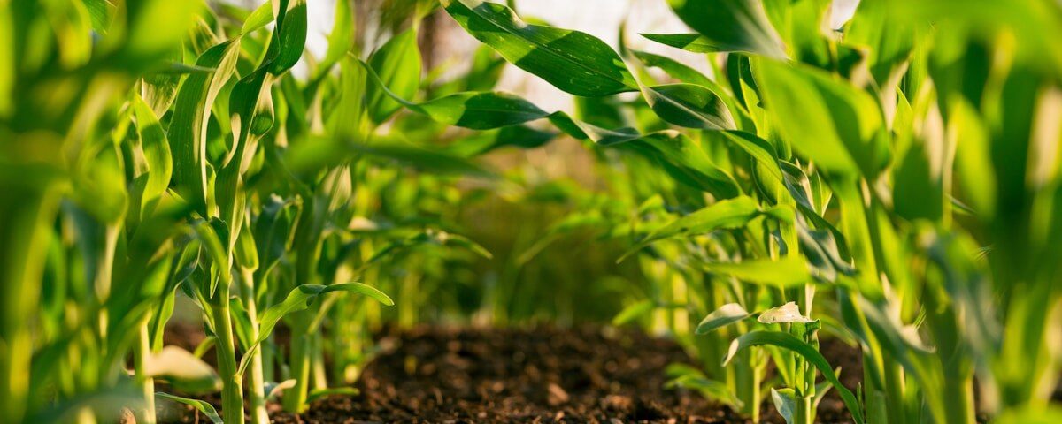 Soybean field Brazil agriculture urea fertilizer