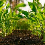 Soybean field Brazil agriculture urea fertilizer