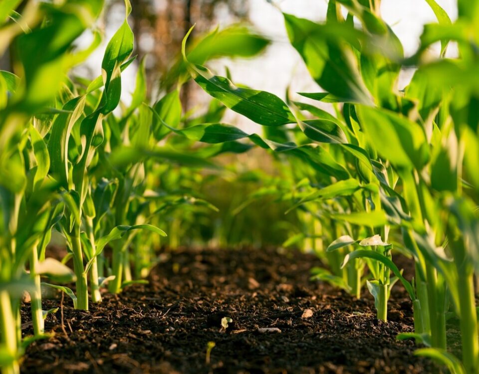 Soybean field Brazil agriculture urea fertilizer