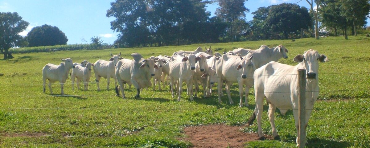 Brazilian beef exports 2026 Nelore cattle ranch