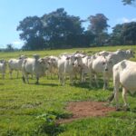 Brazilian beef exports 2026 Nelore cattle ranch