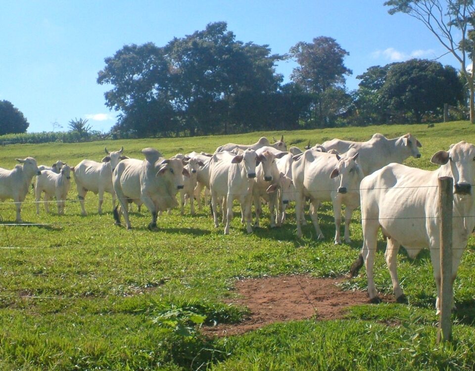 Brazilian beef exports 2026 Nelore cattle ranch